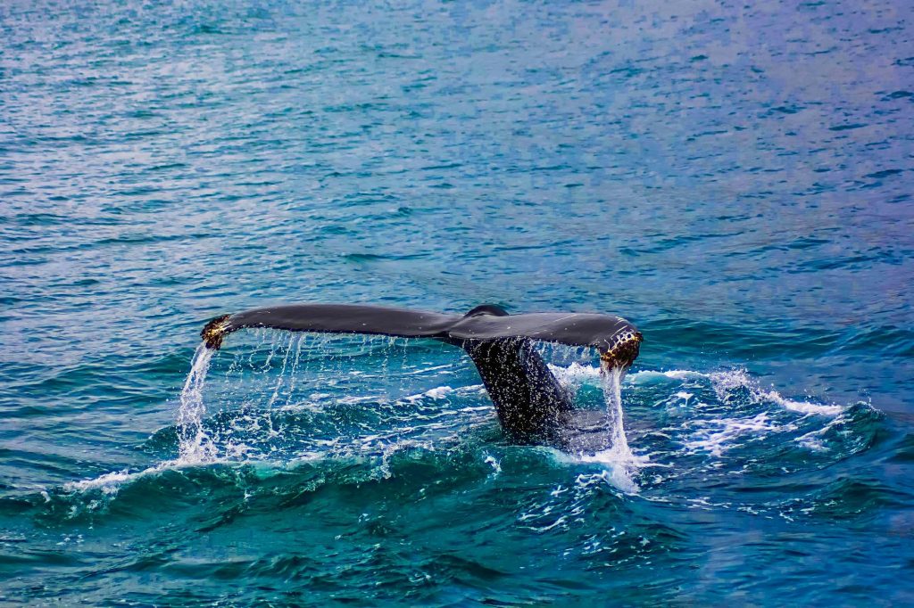 Whale diving into Byon Bay ocean
